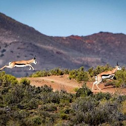 Klein Karoo Landscape