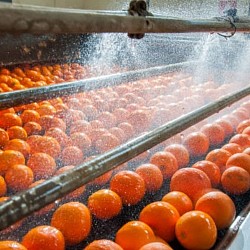 Africa Harvest Exporters - Exporting Oranges