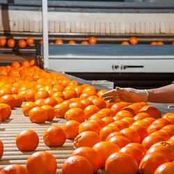 Africa Harvest Exporters - Exporting Oranges