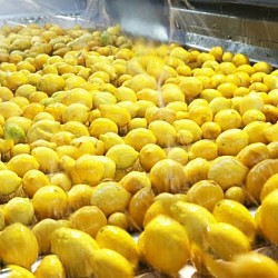 Africa Harvest Exporters - Exporting lemons