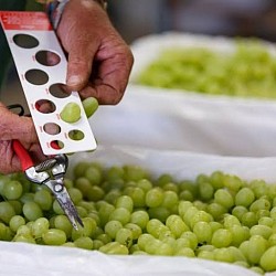 Africa Harvest Exporters - Exporting Table Grapes