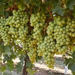 Africa Harvest Exporters - Exporting Table Grapes