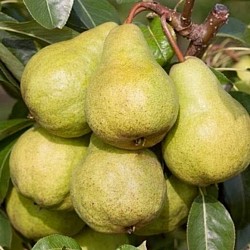 Africa Harvest Exporters - Exporting Pears