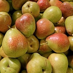 Africa Harvest Exporters - Exporting Pears