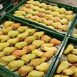 Africa Harvest Exporters - Exporting Pears