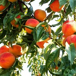 Africa Harvest Exporters - Exporting Peaches