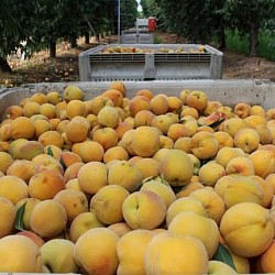 Africa Harvest Exporters - Exporting Peaches