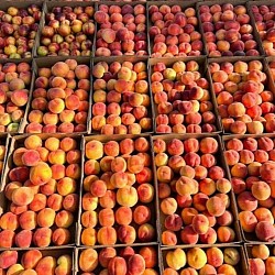 Africa Harvest Exporters - Exporting Peaches