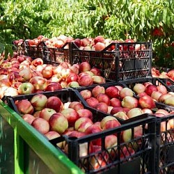 Africa Harvest Exporters - Exporting Nectarines