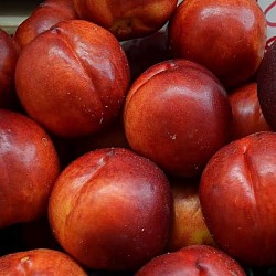 Africa Harvest Exporters - Exporting Nectarines