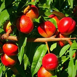 Africa Harvest Exporters - Exporting Nectarines