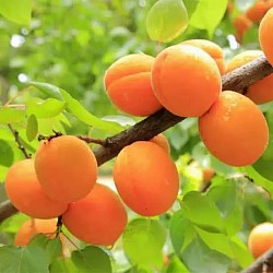 Africa Harvest Exporters - Exporting Apricots