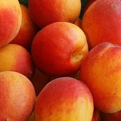 Africa Harvest Exporters - Exporting Apricots