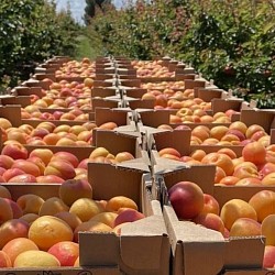 Africa Harvest Exporters - Exporting Apricots