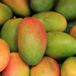 Africa Harvest Exporters - Exporting Mangoes