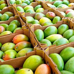 Africa Harvest Exporters - Exporting Mangoes