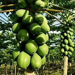 Africa Harvest Exporters - Exporting Papayas