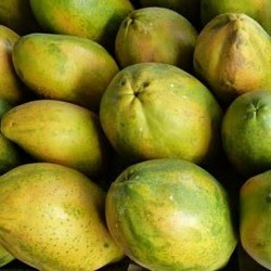 Africa Harvest Exporters - Exporting Papayas