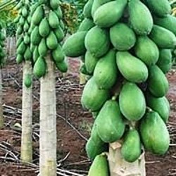 Africa Harvest Exporters - Exporting Papayas