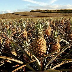 Africa Harvest Exporters - Exporting Pineapples