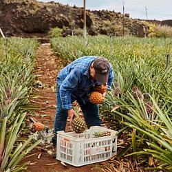 Africa Harvest Exporters - Exporting Pineapples