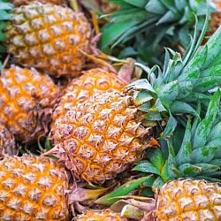 Africa Harvest Exporters - Exporting Pineapples