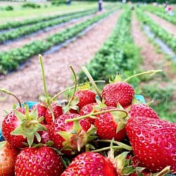 Africa Harvest Exporters - Exporting Strawberries