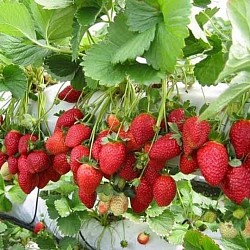 Africa Harvest Exporters - Exporting Strawberries