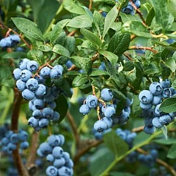 Africa Harvest Exporters - Exporting Blueberries