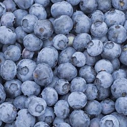 Africa Harvest Exporters - Exporting Blueberries