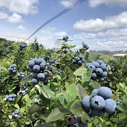 Africa Harvest Exporters - Exporting Blueberries