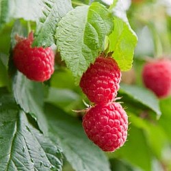 Africa Harvest Exporters - Exporting Berries