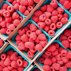 Africa Harvest Exporters - Exporting Berries