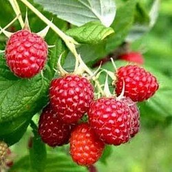 Africa Harvest Exporters - Exporting Berries