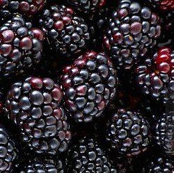 Africa Harvest Exporters - Exporting Berries