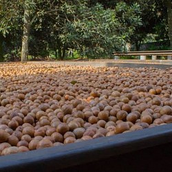 Africa Harvest Exporters - Exporting Macadamia Nuts