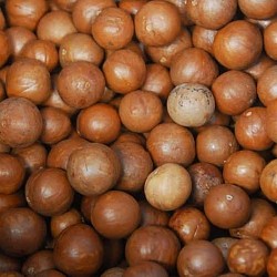 Africa Harvest Exporters - Exporting Macadamia Nuts