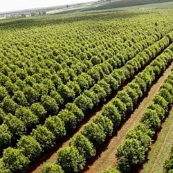 Africa Harvest Exporters - Exporting Macadamia Nuts