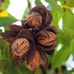 Africa Harvest Exporters - Exporting Pecans