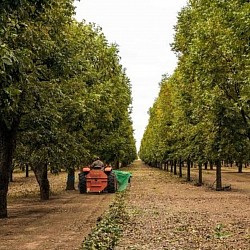 Africa Harvest Exporters - Exporting Pecans