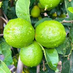 Africa Harvest Exporters - Exporting Limes