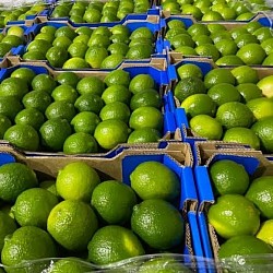 Africa Harvest Exporters - Exporting Limes