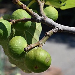 Africa Harvest Exporters - Exporting Figs