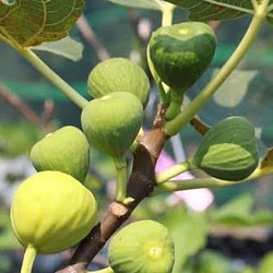 Africa Harvest Exporters - Exporting Figs