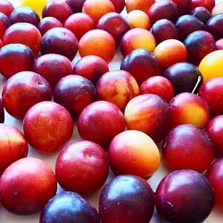 Africa Harvest Exporters - Exporting Plums