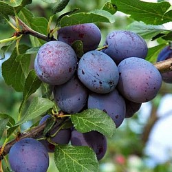 Africa Harvest Exporters - Exporting Plums