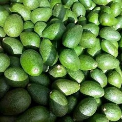 Africa Harvest Exporters - Exporting Avocados