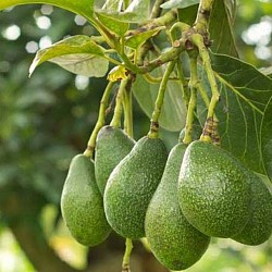 Africa Harvest Exporters - Exporting Avocados