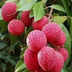 Africa Harvest Exporters - Exporting Litchis