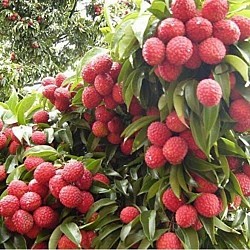 Africa Harvest Exporters - Exporting Litchis